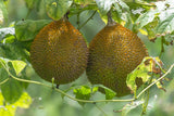Momordica cochinchinensis | Gac Fruit | Chinese Spiny Bitter Cucumber | 5_Seeds