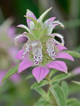 Monarda punctata | Dotted Horsemint | Spotted Bee Balm | 500_Seeds