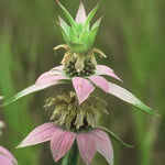Monarda punctata | Dotted Horsemint | Spotted Bee Balm | 500_Seeds