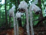 Monotropa uniflora | Ghost Plant | Indian Pipe | Corpse-plant | 100_Seeds
