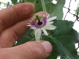 Passiflora morifolia | Woodland Passion Flower | Blue Sweet Calabash | 20_Seeds