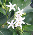 Morinda coreia | Indian Mulberry Tree | 10_Seeds
