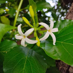 Morinda coreia | Indian Mulberry Tree | 10_Seeds