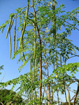 Moringa oleifera Perennial Karnataka | 5_Seeds