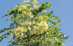 Moringa oleifera Perennial Karnataka | 5_Seeds