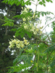 Moringa oleifera | Horseradish Ben Oil Benzoil Drumstick Tree | 10_Seeds