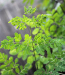 Moringa oleifera PKM1 | Drumstick & Horseradish & Benzoil Tree | 5_Seeds