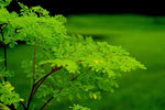 Moringa oleifera PKM1 | Drumstick & Horseradish & Benzoil Tree | 5_Seeds