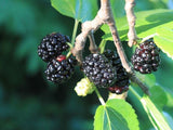 Morus nigra | Black Mulberry | Toot Tree | 10_seeds
