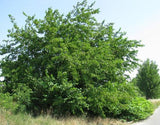 Morus nigra | Black Mulberry | Toot Tree | 10_seeds