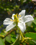 Muntingia calabura | Calabura| Panama Berry |Capulin| Jamaican Cherry | 200_Seeds