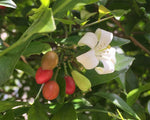 Murraya paniculata | Mock Orange Jasmine | Satinwood | 10_Seeds