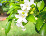 Murraya paniculata Tall Variety | Mock Orange Jasmine | Satinwood | 10_Seeds