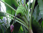 Musa balbisiana | Wild Banana | 10_Seeds