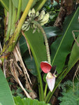 Musa balbisiana | Wild Banana | 10_Seeds