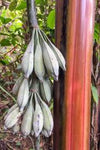 Musa nagensium hongii | 5_Seeds