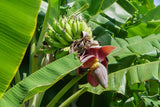 Musa sikkimensis | Darjeeling & Hookers Hardy Banana | 5_Seeds