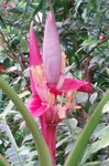 Musa velutina | Hairy  Pink Banana | 10_Seeds