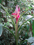 Musa velutina | Hairy  Pink Banana | 10_Seeds