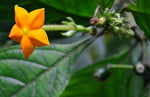 Mussaenda roxburghii | 500_Seeds