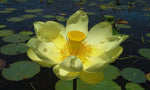 Nelumbo lutea | American Lotus | 5_Seeds