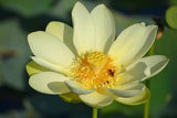 Nelumbo lutea | American Lotus | 5_Seeds