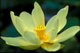 Nelumbo lutea | American Lotus | 5_Seeds