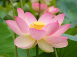 Nelumbo nucifera | Sacred Water Lotus | 5_Seeds