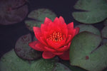 Nelumbo nucifera Red | 5_Seeds