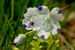 Nemophila maculata | Baby Blue Eyes | Fivespot | 50_Seeds