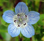 Nemophila menziesii | Baby Blue Eyes | 100_Seeds