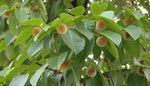 Neolamarckia cadamba | Burflower Tree | Amboina | Kadam | 100_Seeds