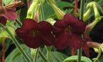 Nicotiana Hot Chocolate | Flowering Tobacco | 50_Seeds