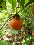 Passiflora nitida | Wild Granadilla | Bell Apple | 10_Seeds
