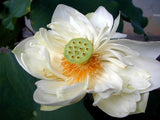 Nelumbo nucifera White | Lotus | 5_Seeds