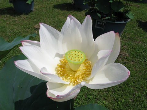 Nelumbo nucifera White | Lotus | 5_Seeds