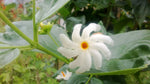 Nyctanthes arbor-tristis | Night-flowering Coral Jasmine | Parijat | 5_Seeds