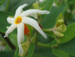 Nyctanthes arbor-tristis | Night-flowering Coral Jasmine | Parijat | 5_Seeds