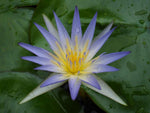 Nymphaea caerulea | Blue Egyptian Lotus | Sacred Water Lily | 10_Seeds
