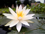 Nymphaea pubescens White | Hairy Water Lily | 100_Seeds