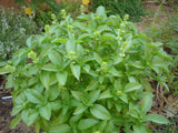 Ocimum basilicum | Sweet Basil | 50_Seeds