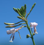Oenothera filiformis | Large Flowering Gaura | 20_Seeds