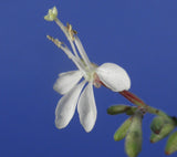 Oenothera filiformis | Large Flowering Gaura | 20_Seeds