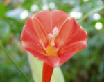 Ipomoea coccinea Orange Noah | Scarlet Star Glory | 20_Seeds