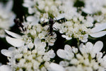 Orlaya grandiflora | Minoan Lace | White Lace Flower | 20_Seeds