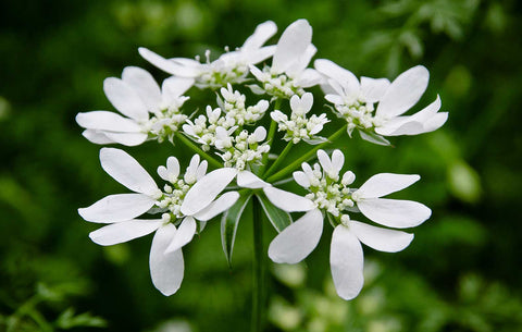Orlaya grandiflora | Minoan Lace | White Lace Flower | 20_Seeds