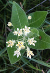 Asclepias ovalifolia | Dwarf Oval leaf Milkweed | 10_Seeds
