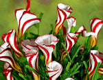 Oxalis versicolor | Candycane Sorrel | 10_Seeds