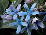 Oxypetalum caeruleum | Tweedia | Southern Star | Blue Milkweed Vine | 10_Seeds