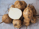 Pachyrhizus erosus | Jicama | Mexican Yam & Potato & Turnip | Yambean | 5_Seeds